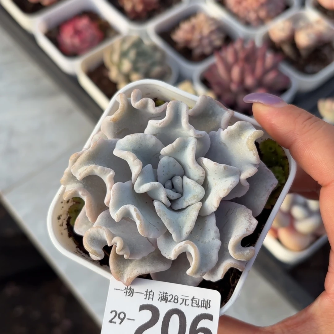 芭蕾舞者无盆土发货无