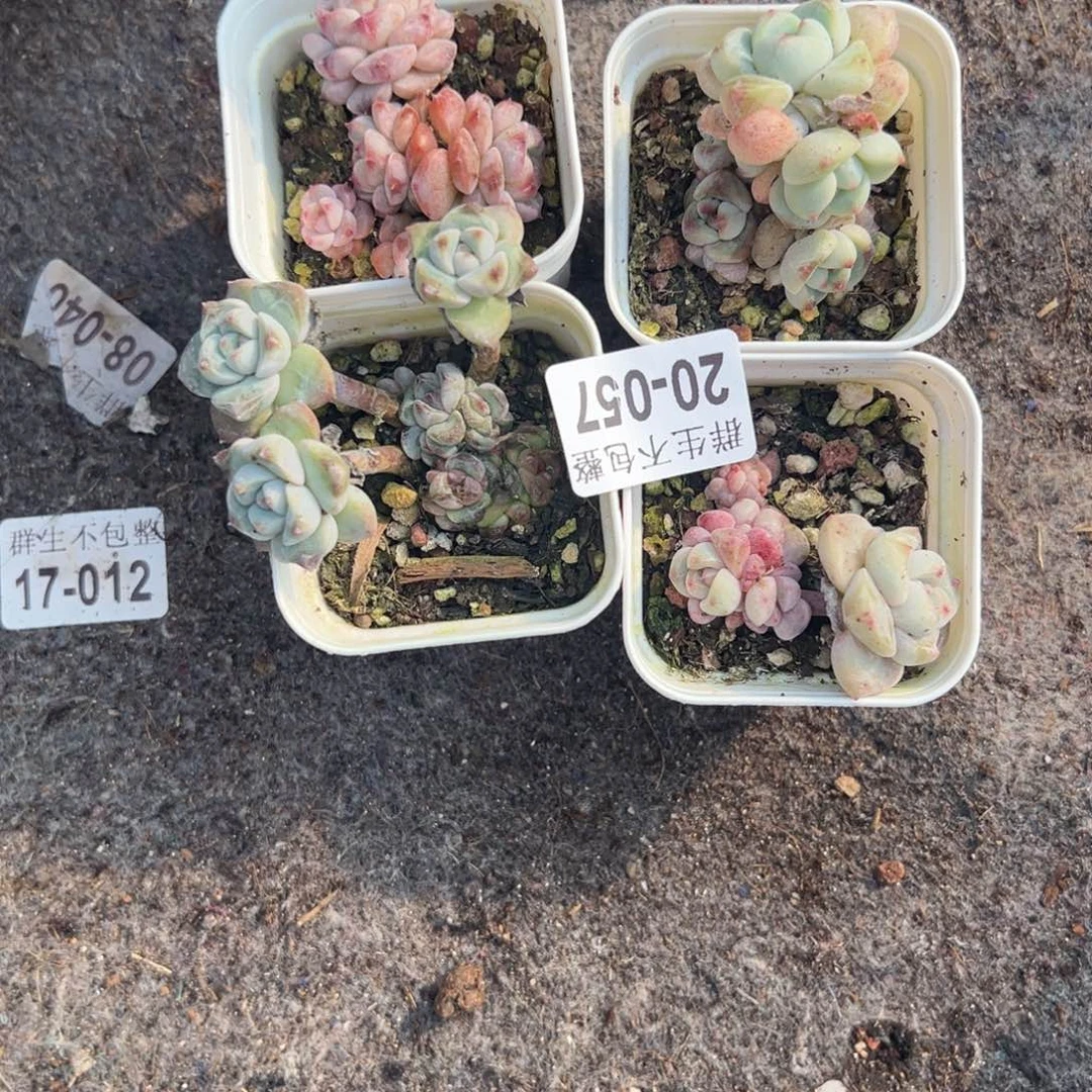 团*小卡拉米糖心一物一拍20-57