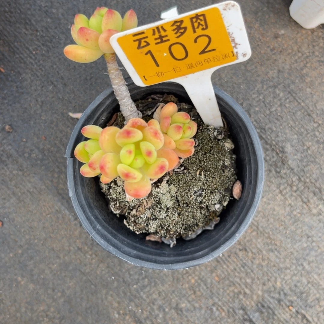 云尘多肉一物一拍102
