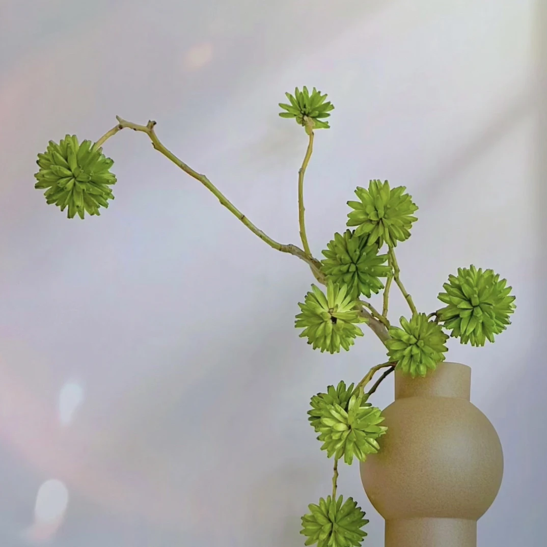 喜树果鲜切花小众花材室内水培植物家用插花基地直发