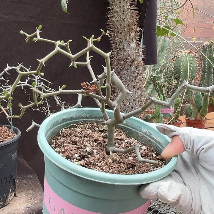 伤***零潮流植物潮流植物3