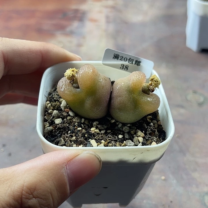 无花朵38、双头绒面毛