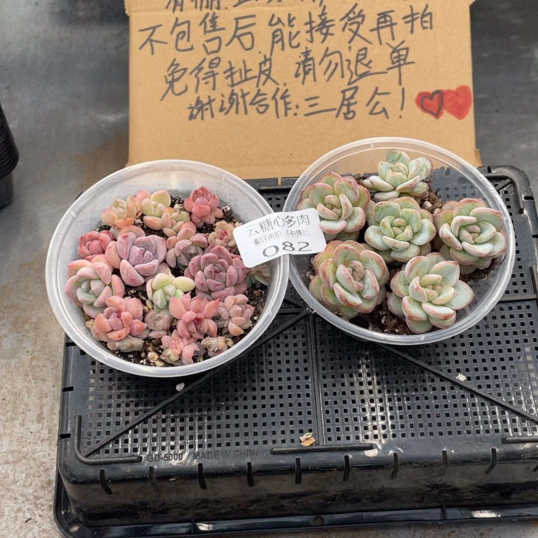 云糖心多肉植物82