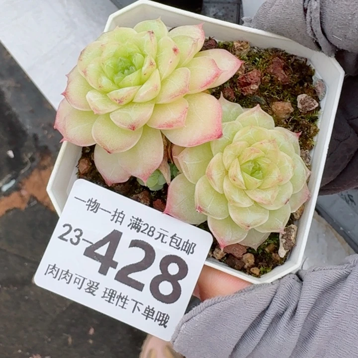 麦秆无盆土发货无盆土发货无