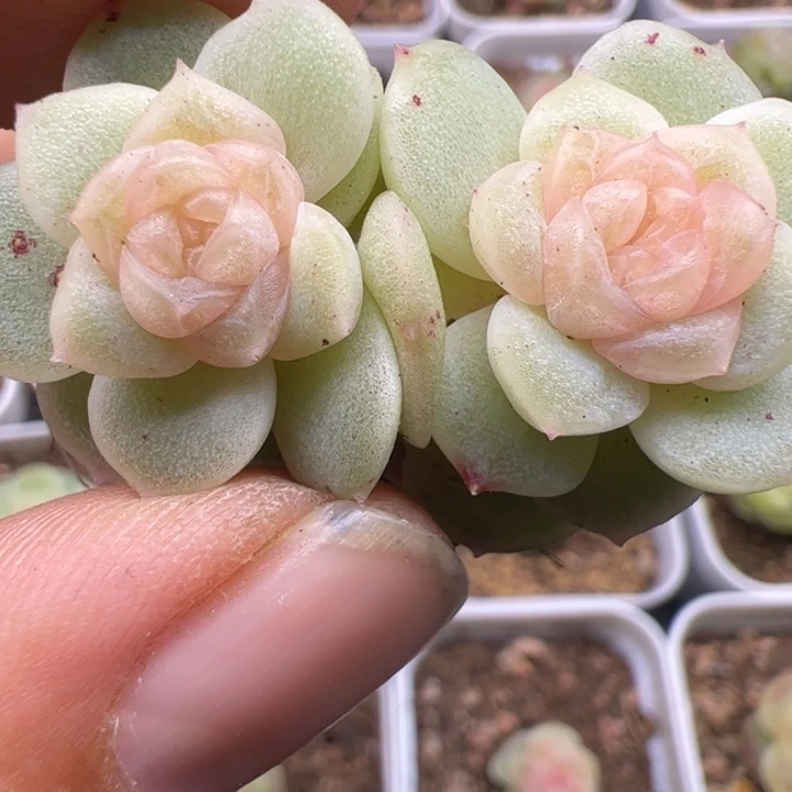 O1, 一物一拍精品糖心，尺寸不大介意勿拍
