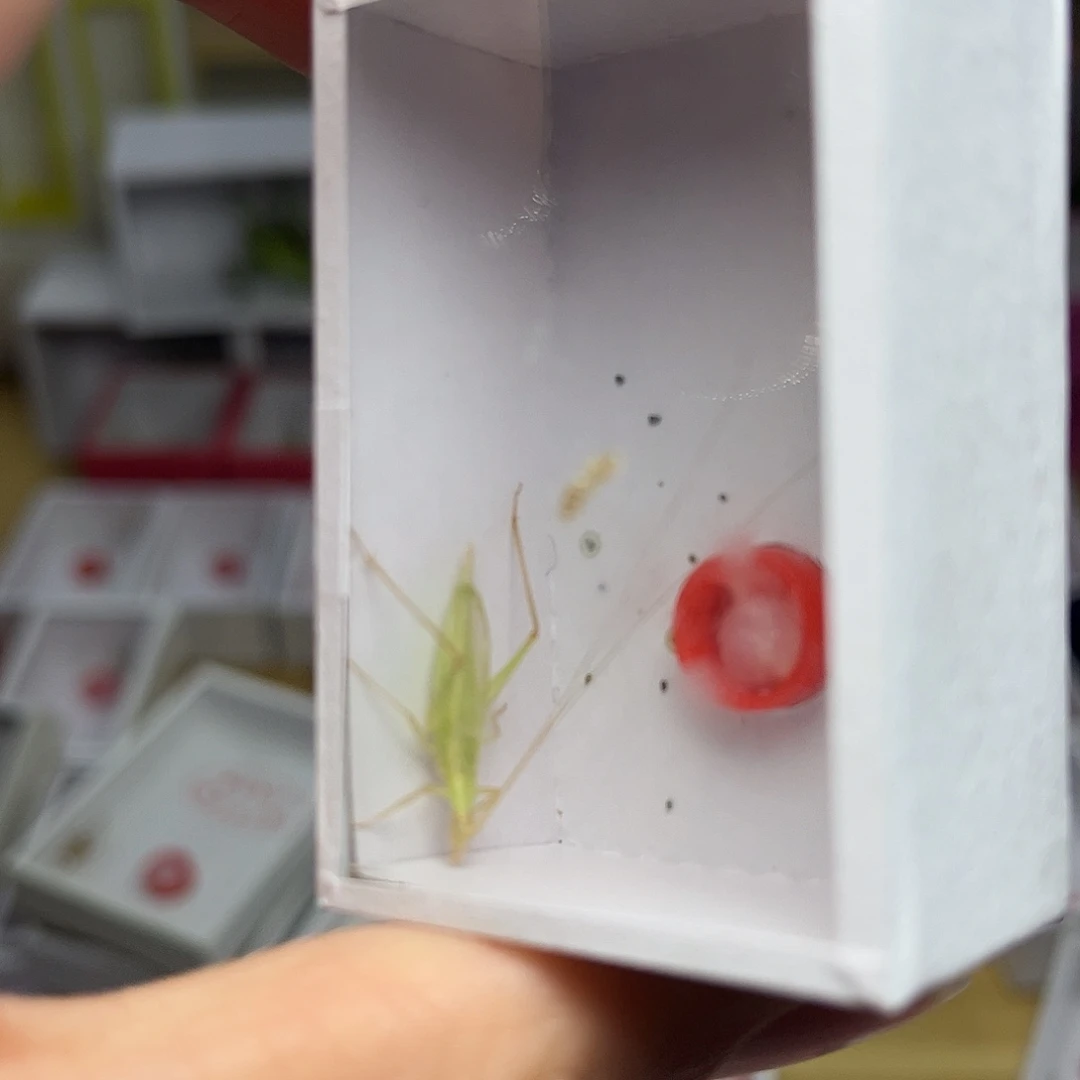 蚂蚁工坊青竹。