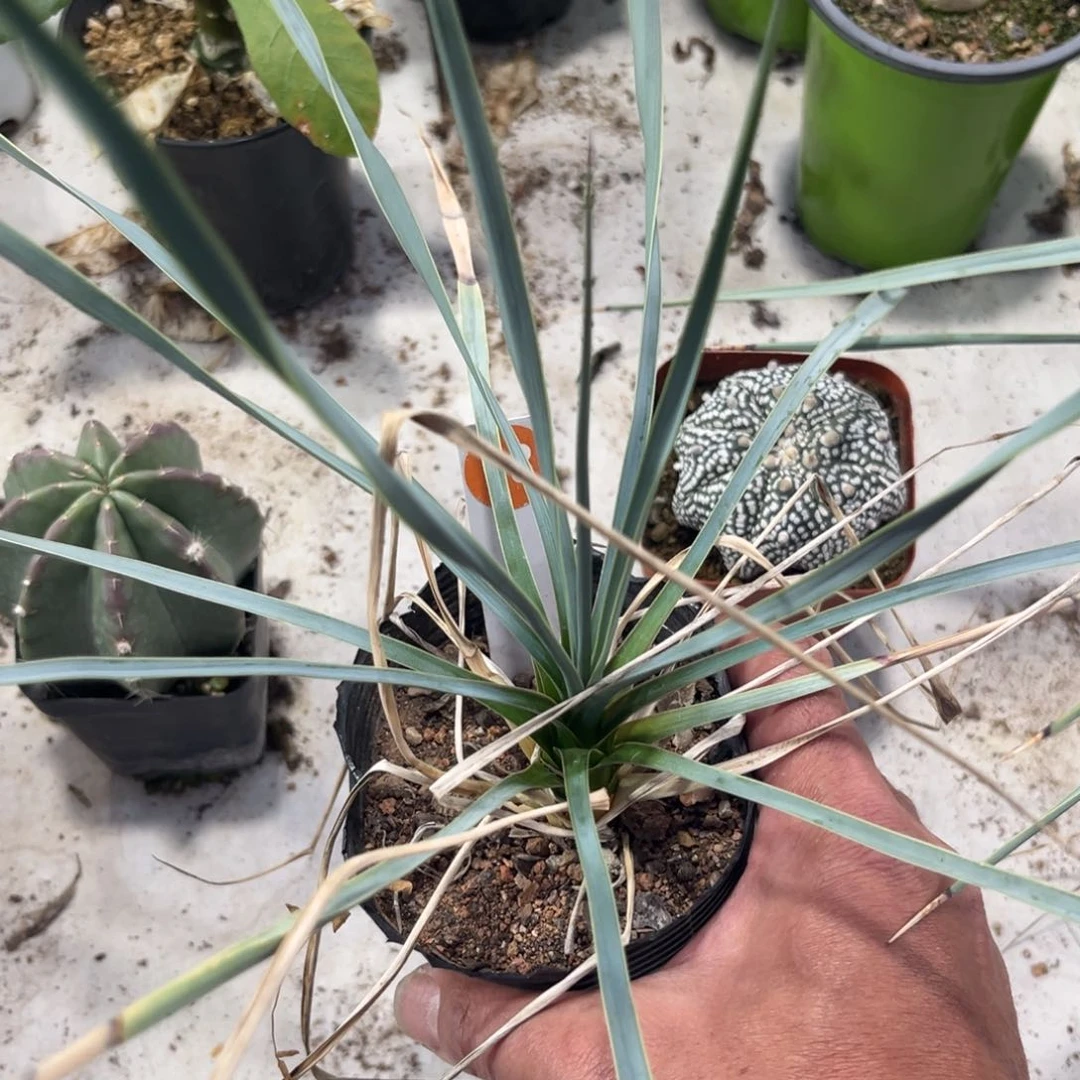 78实生稻草人带盆带土发货