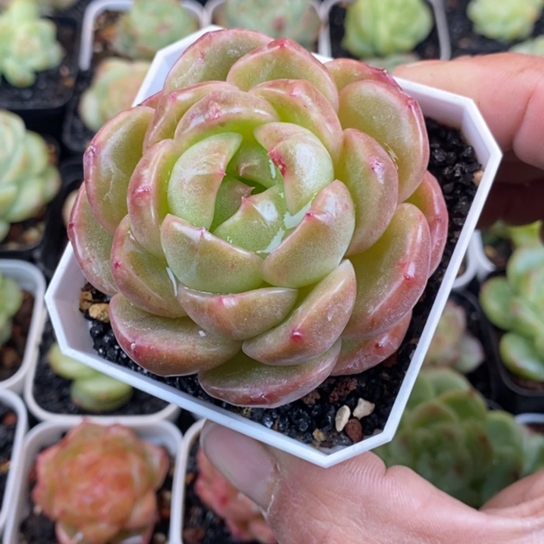 天官赐福百无禁忌