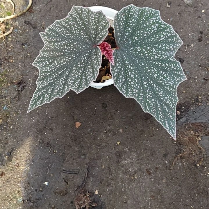 粉红豹秋海棠一物一拍