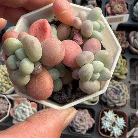 200洛神多肉植物多