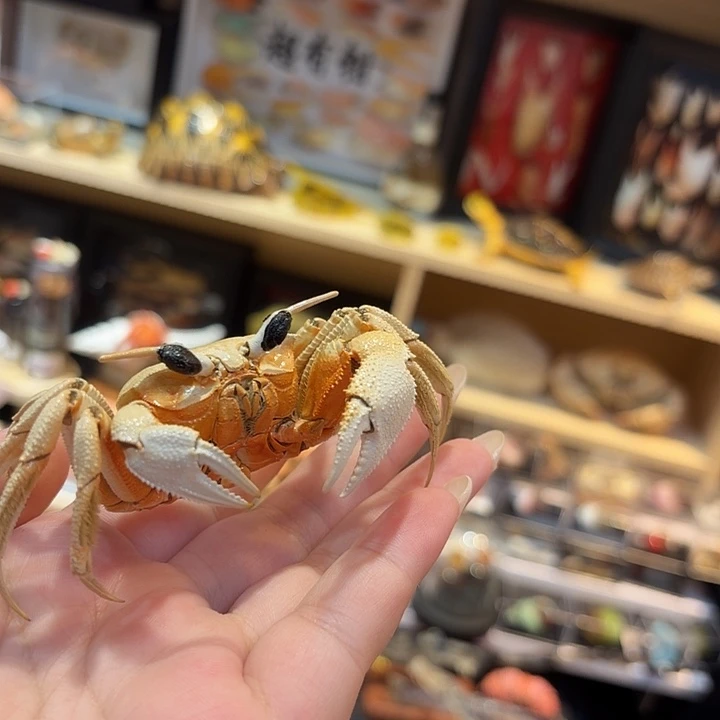 真实蟹老板螃蟹标本