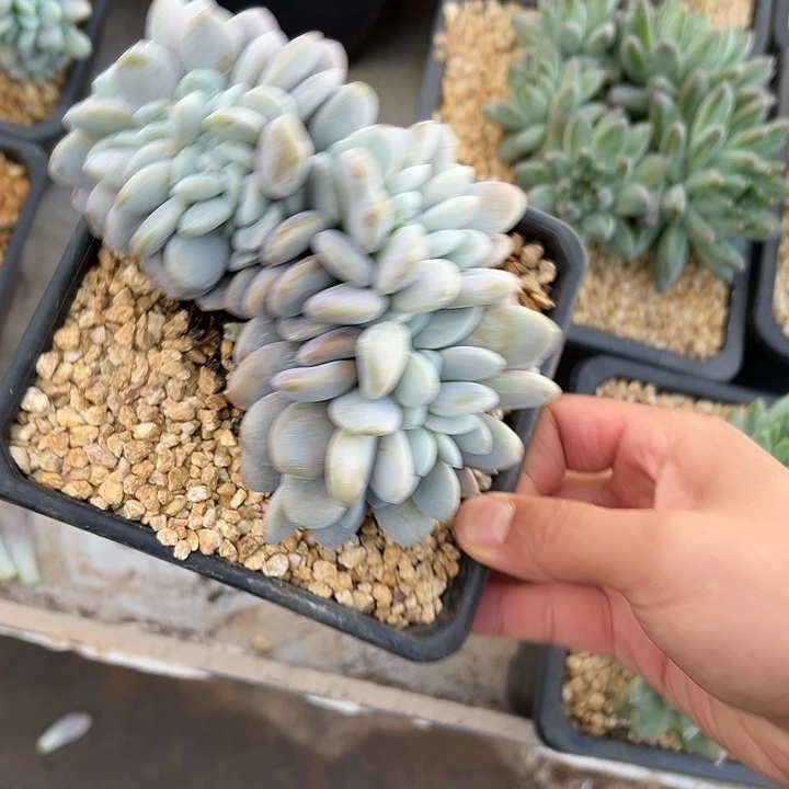 粉兔群生缀化多肉