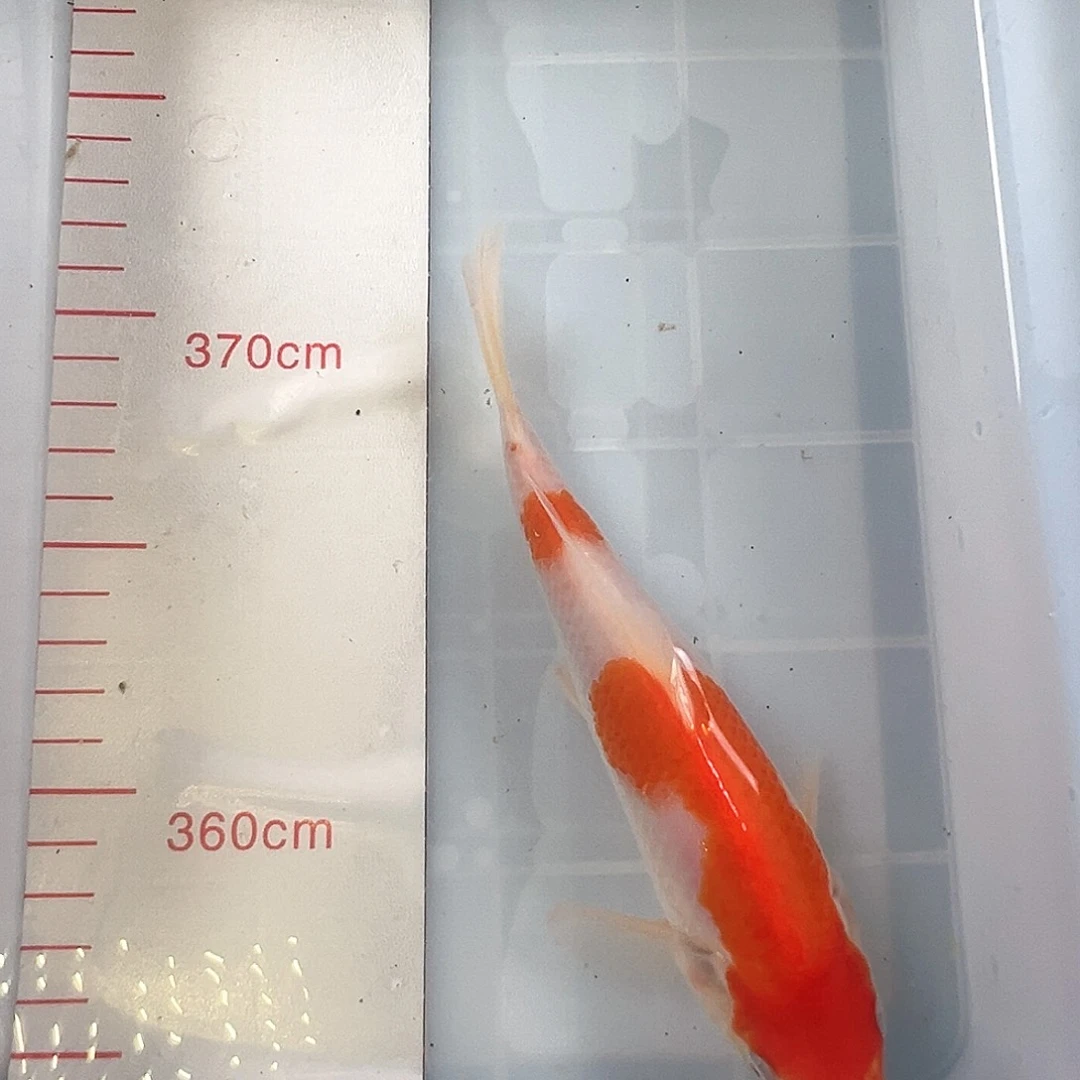 锦鲤鑫泓锦鲤养殖