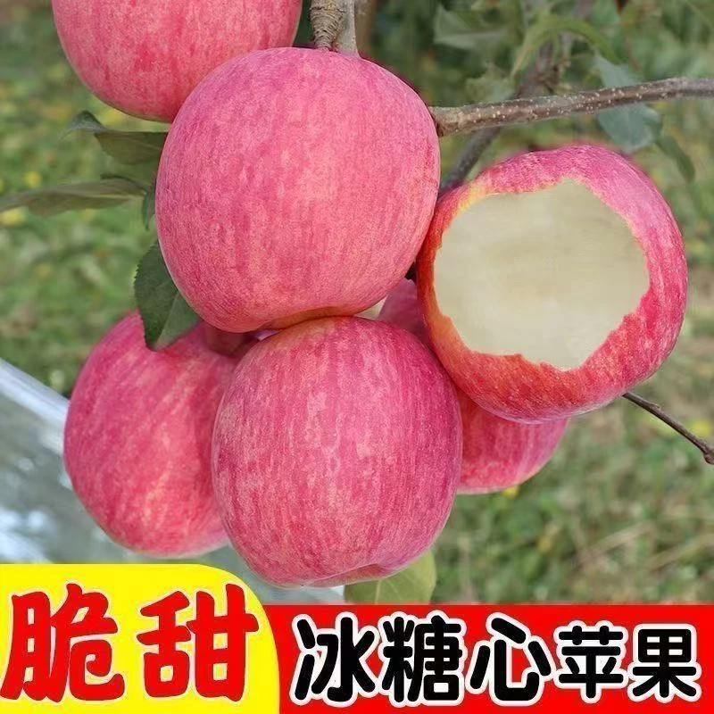 山东正宗高山红富士苹果脆甜多汁苹果新鲜营养应季水果产地直发