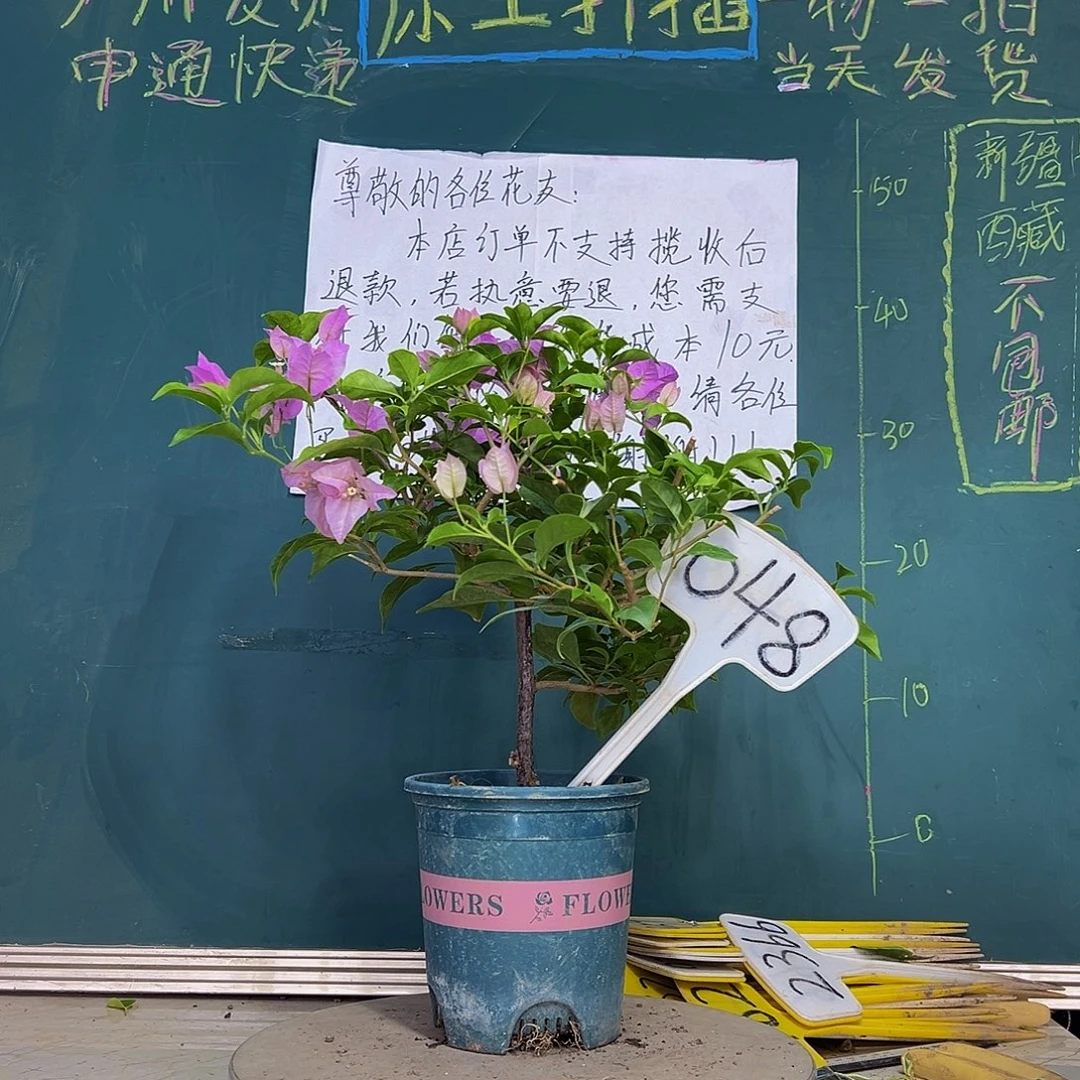 当前无花栽培后可以开花巴西紫 048