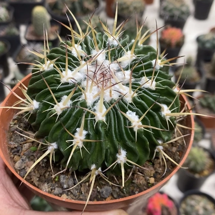 多棱玉特价福利特价