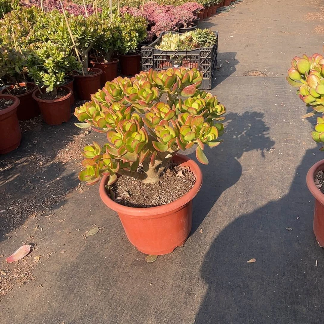 4年红边玉树带土球发货