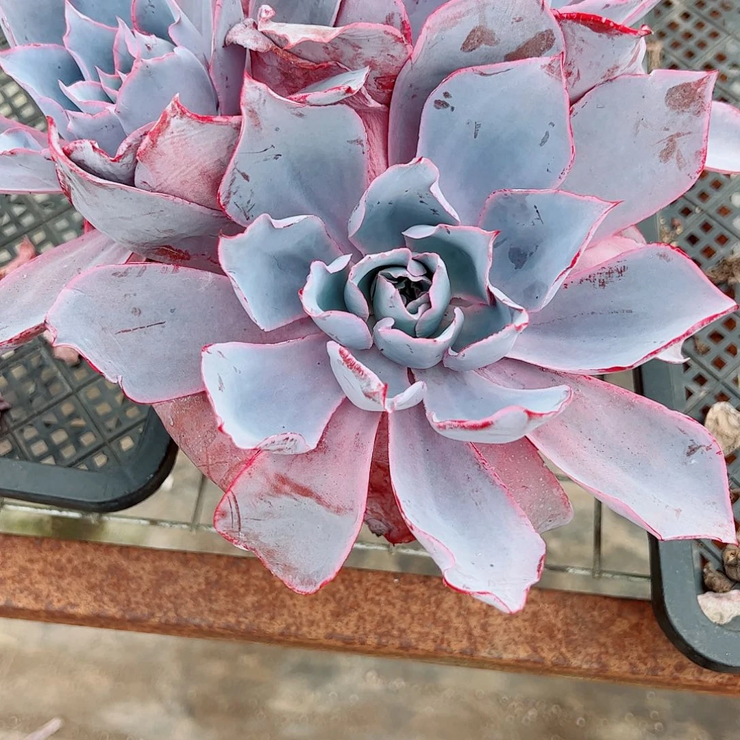晚霞仙子多头群生老桩