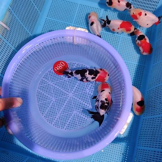 ****念金鱼086兰寿两只特价顺丰包邮