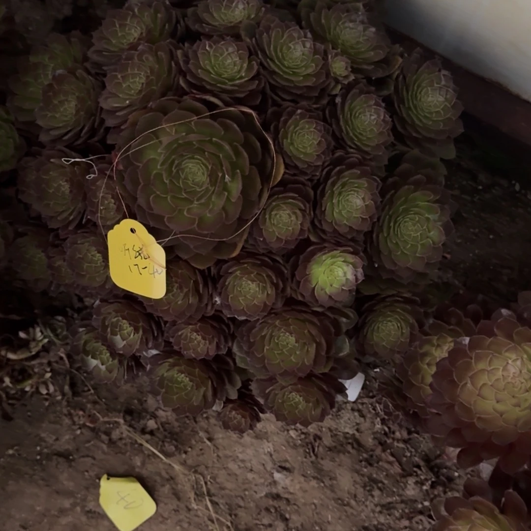 听****法师桃花石17-40发