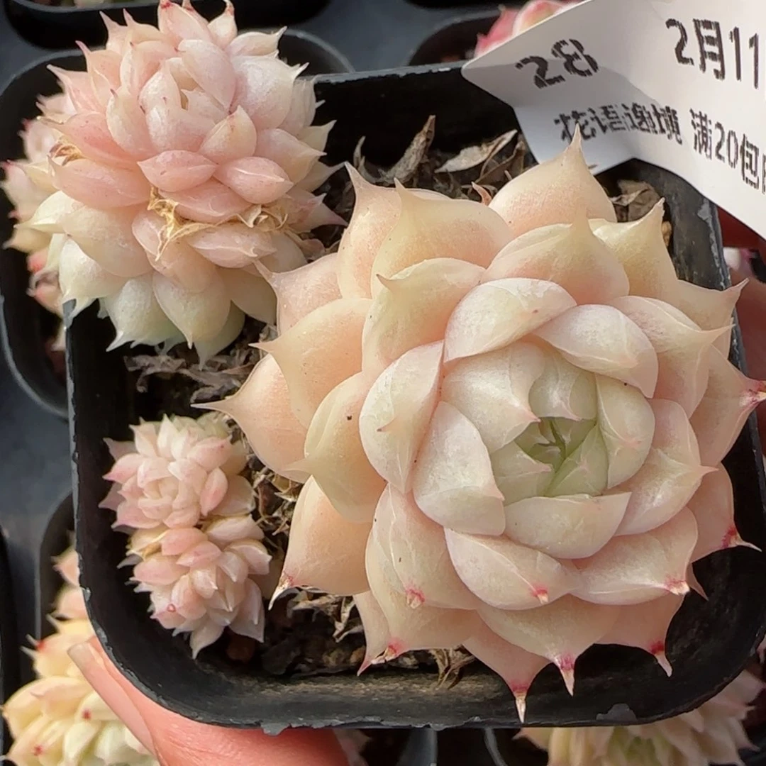 花语逸境0211-28散