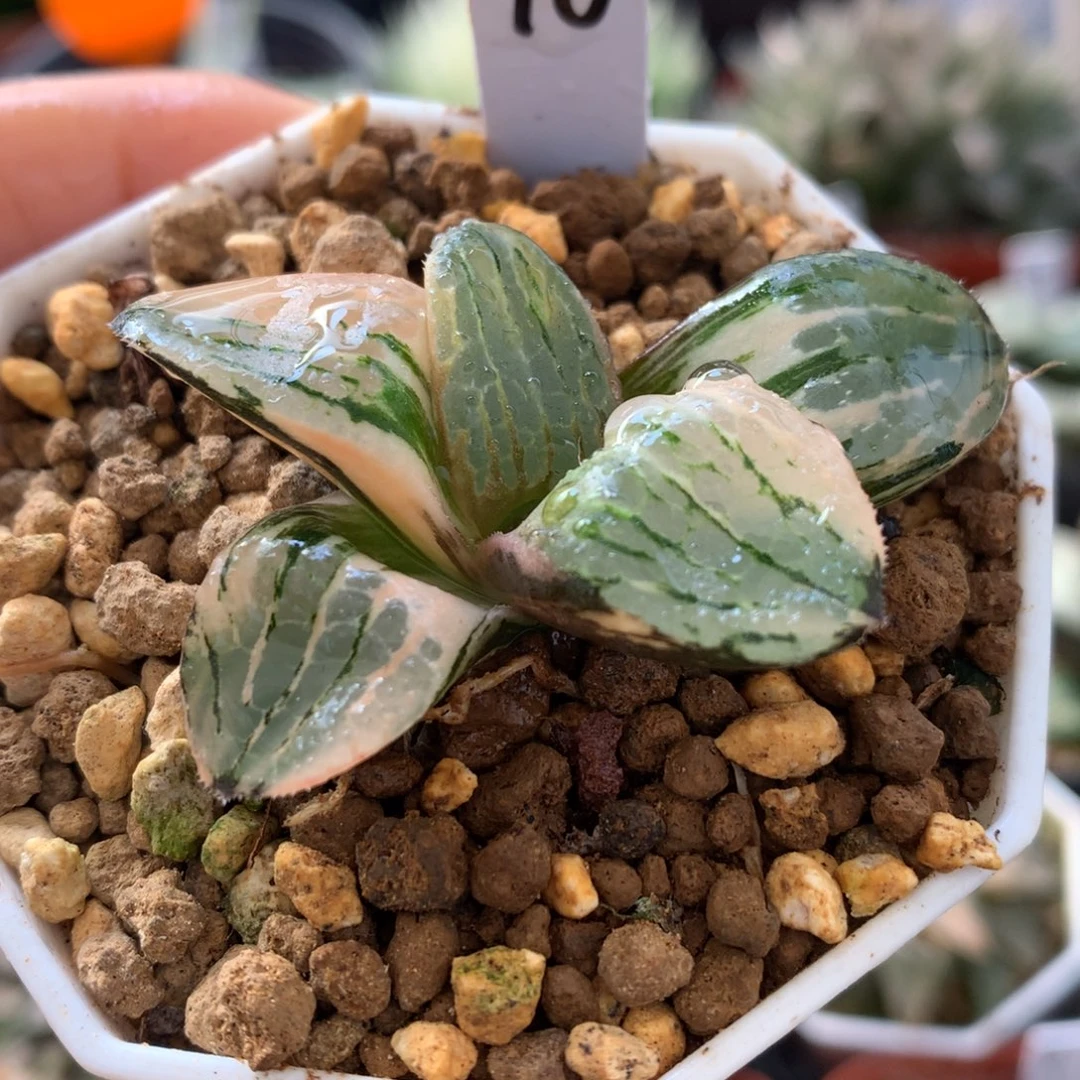 史扑寿锦，带盆一起