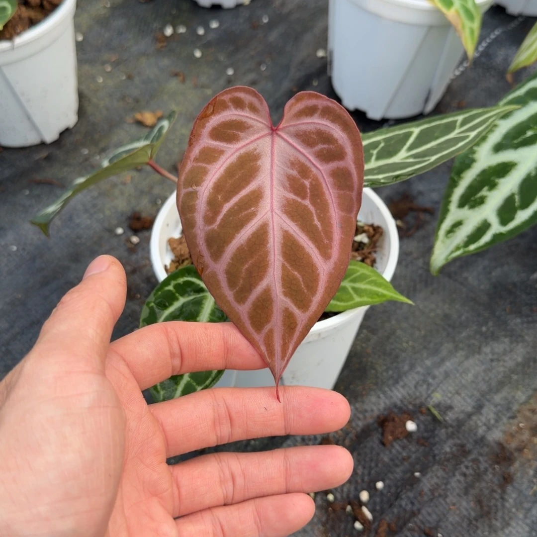 完全开放银光芙蓉紫色