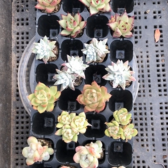 双十一特别活动！4品种16颗
