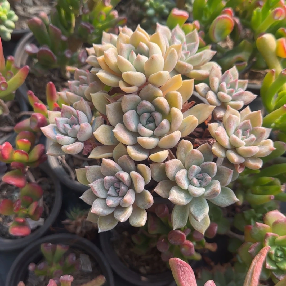 无花朵小璀璨手捧