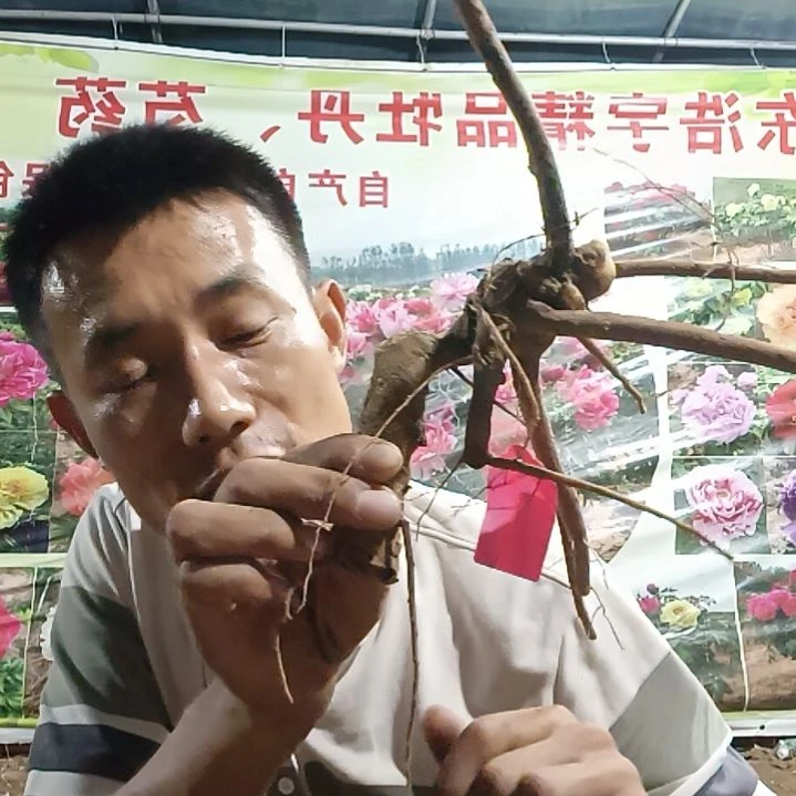 当前无花朵，栽培后可花朵红沙拉