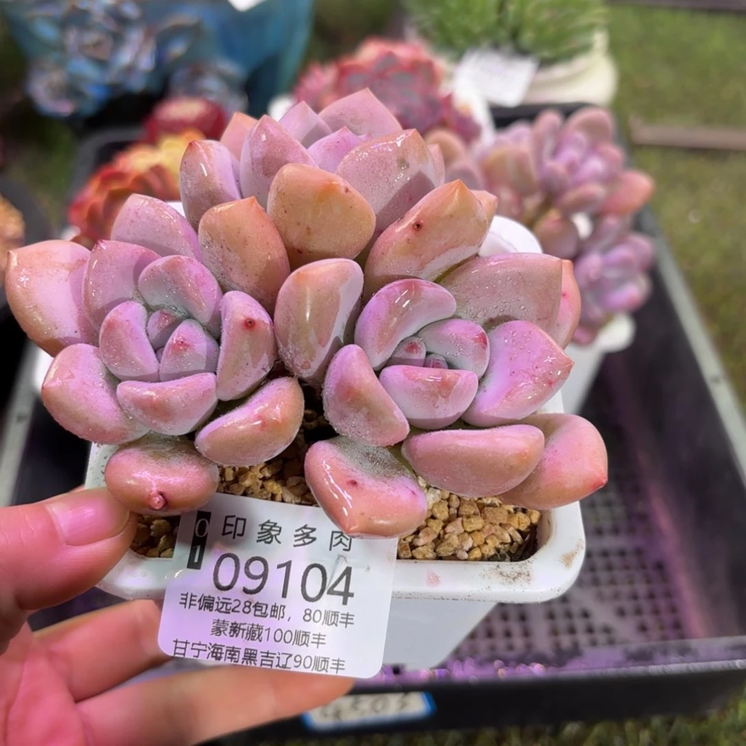 多肉植物9104fghgy