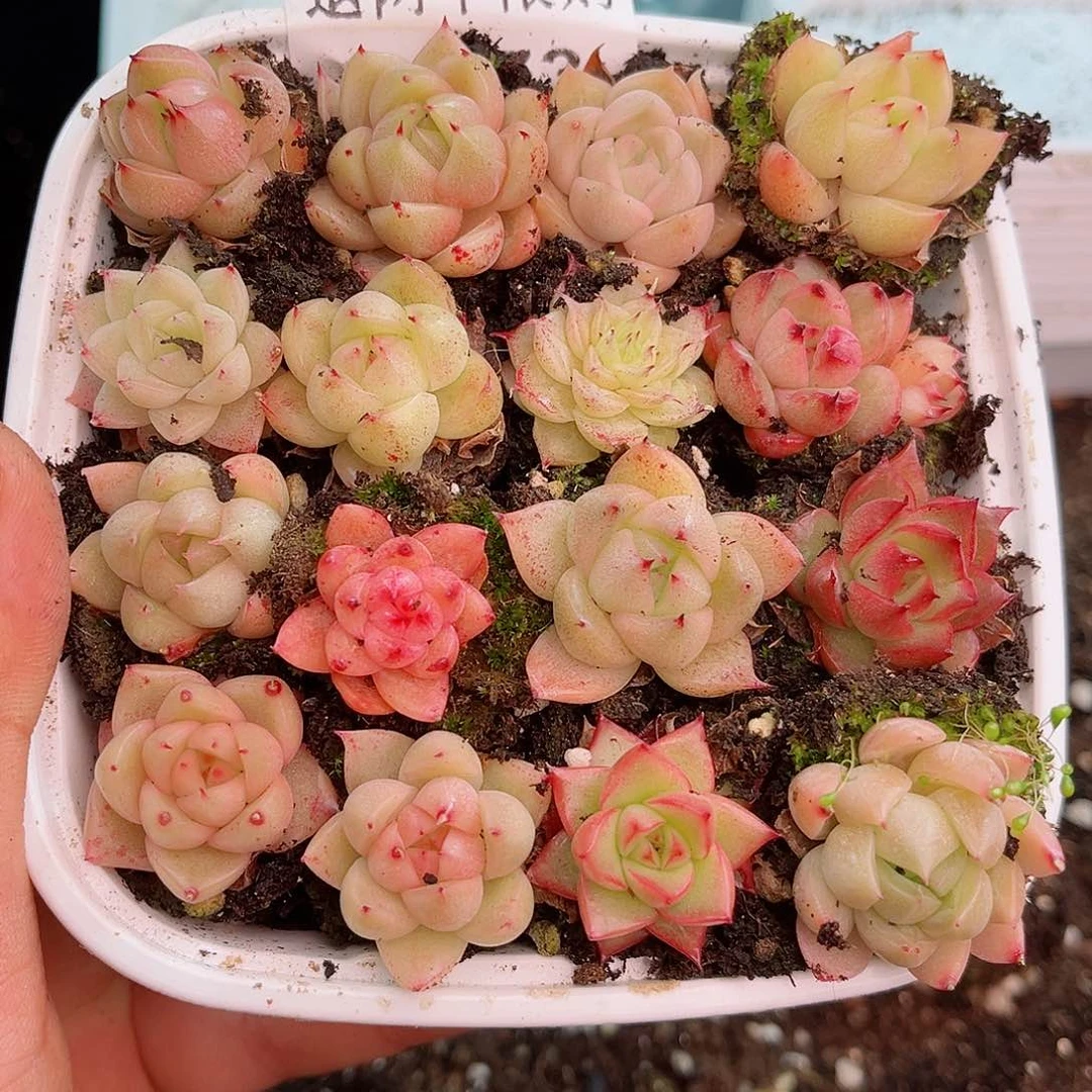 1-173 新疆西藏内蒙不发12.8包邮