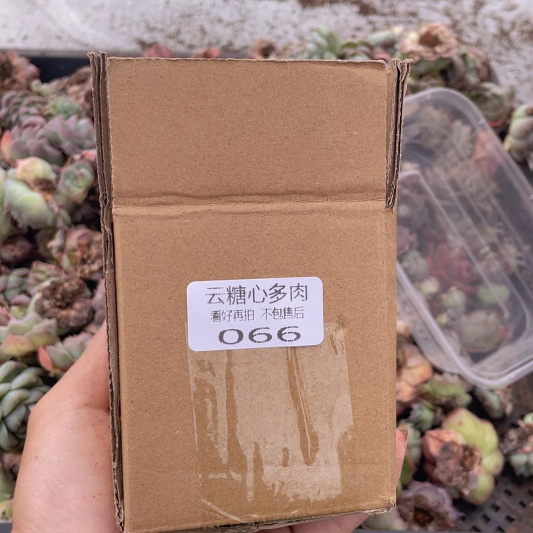 云糖心多肉植物66