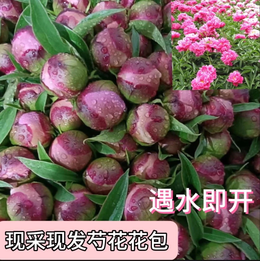 【新鲜】现采现发芍花花苞牡丹鲜切花客厅插花花卉礼物花束基地直发