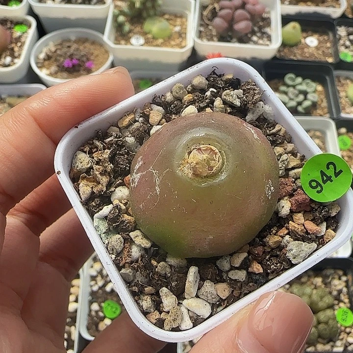 灯泡3cm（小疤）多肉带盆942