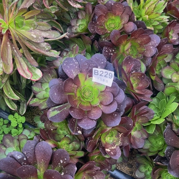 229黑骑士多肉法师不包断枝