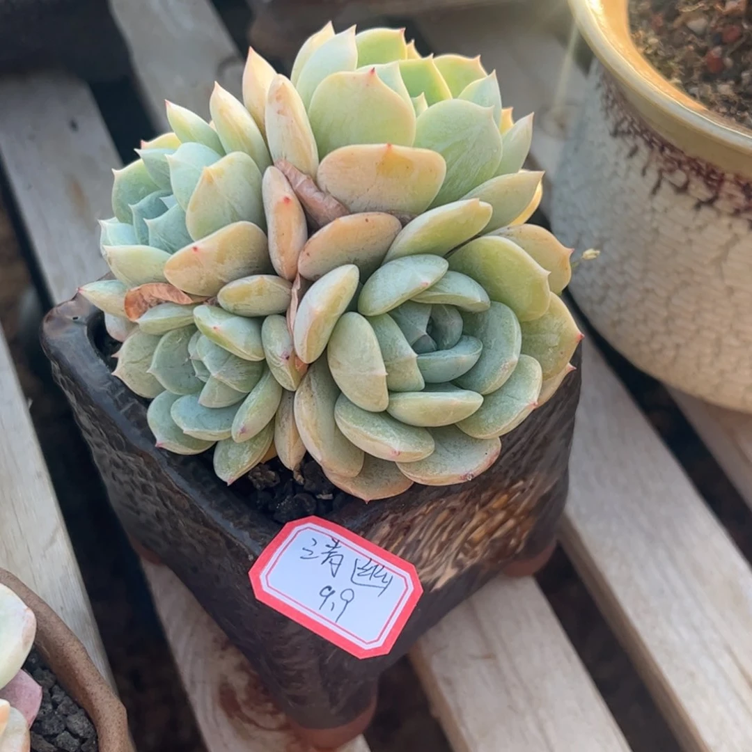 多肉植物多肉植物