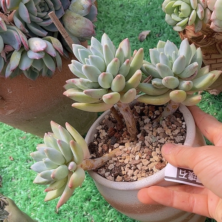 松果美人1435多肉植物