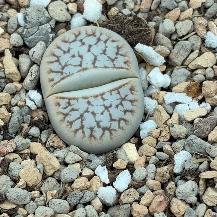 882c245浪汗玉尺寸2.2