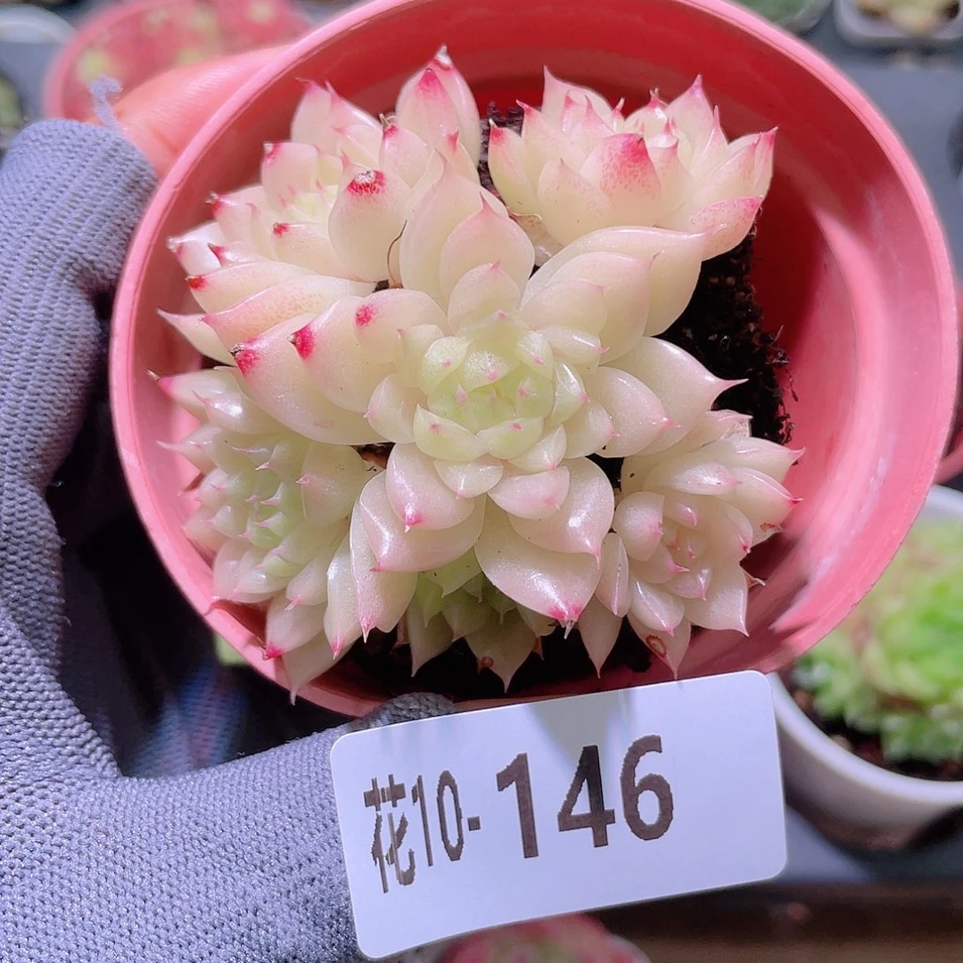 花利美10-146麦秆群
