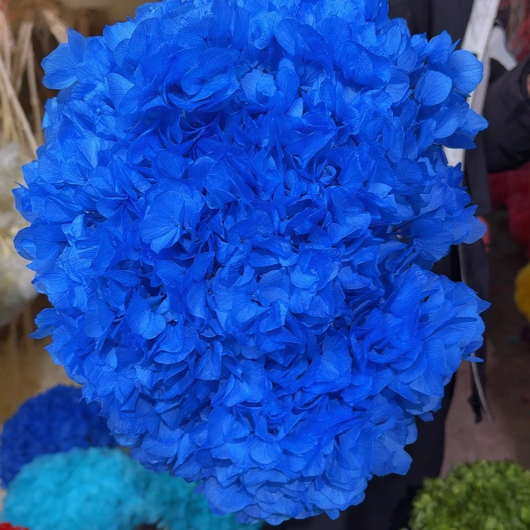 永生大叶绣球1枝 天空蓝