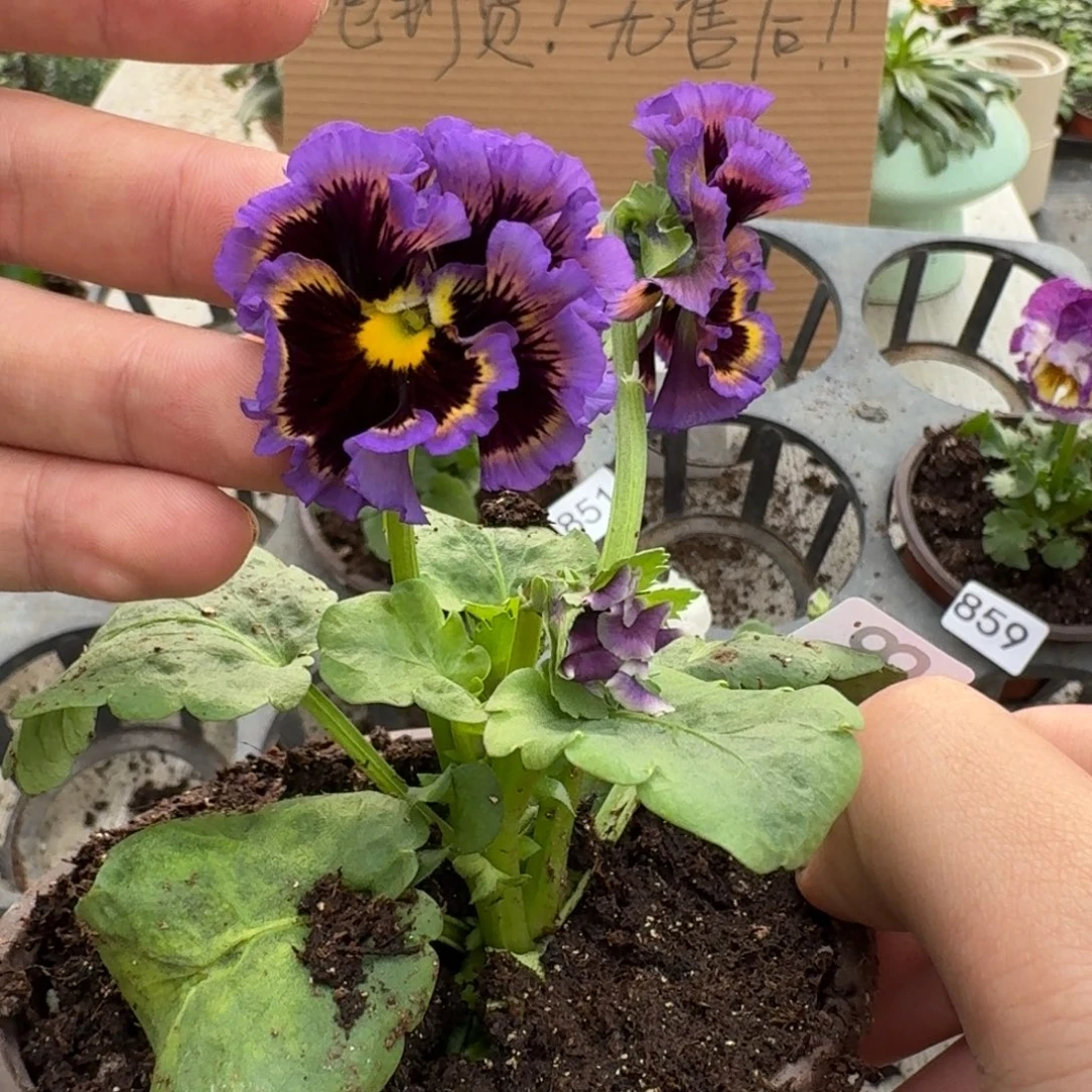 大部分花苞少量开放864