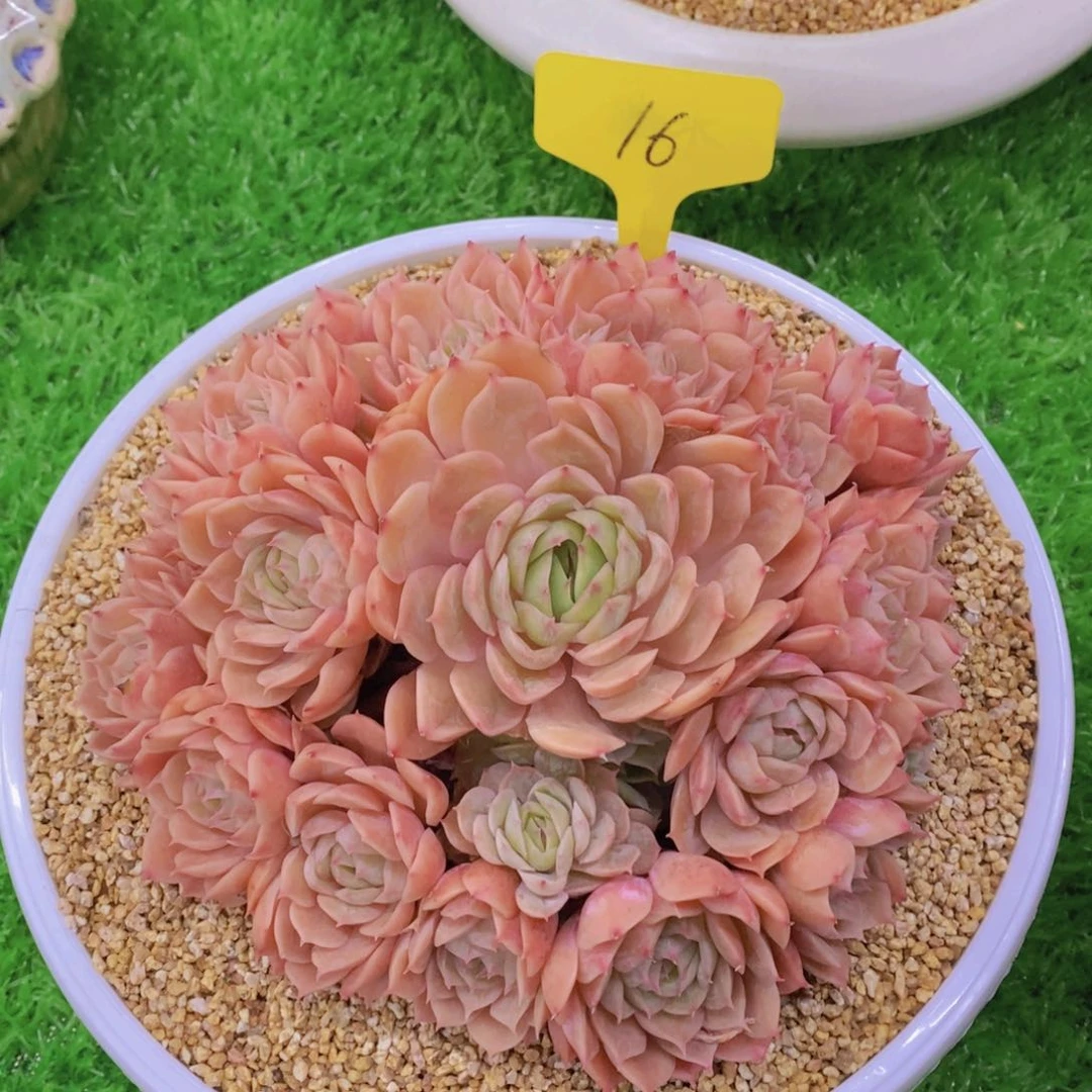 开心多肉植物多肉