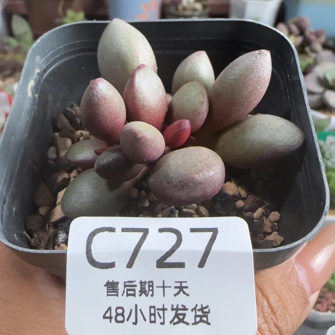 仙桃。         727。