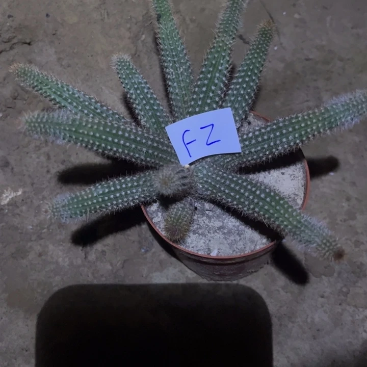 *****F2金妞克莱因一颗25