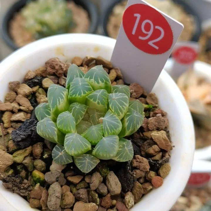 192号霓虹灯糊斑一物一拍带盆土发货