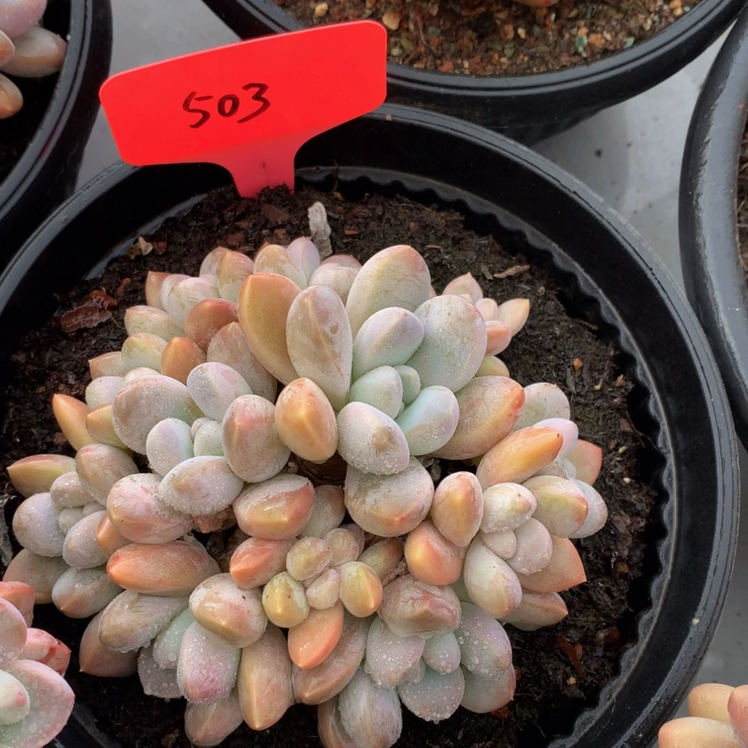 香芋美人726/7272727272