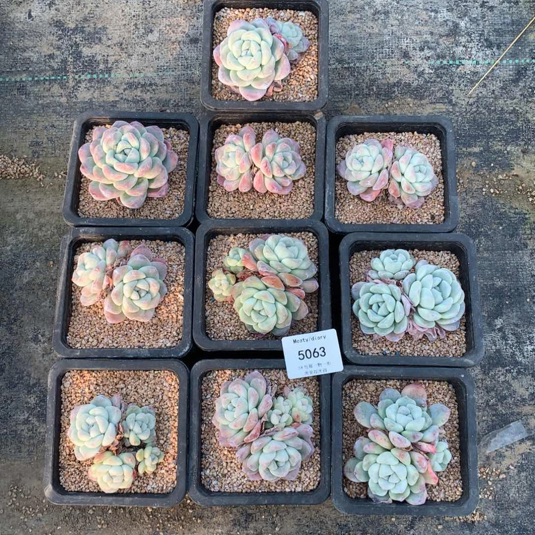 特5063冰玉10颗6到7厘米