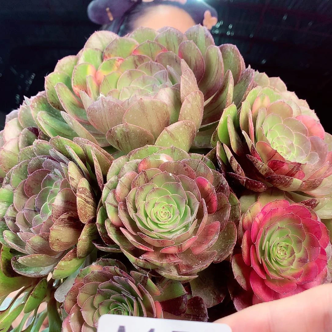 无花朵柒哥多肉法师不包侧断枝153