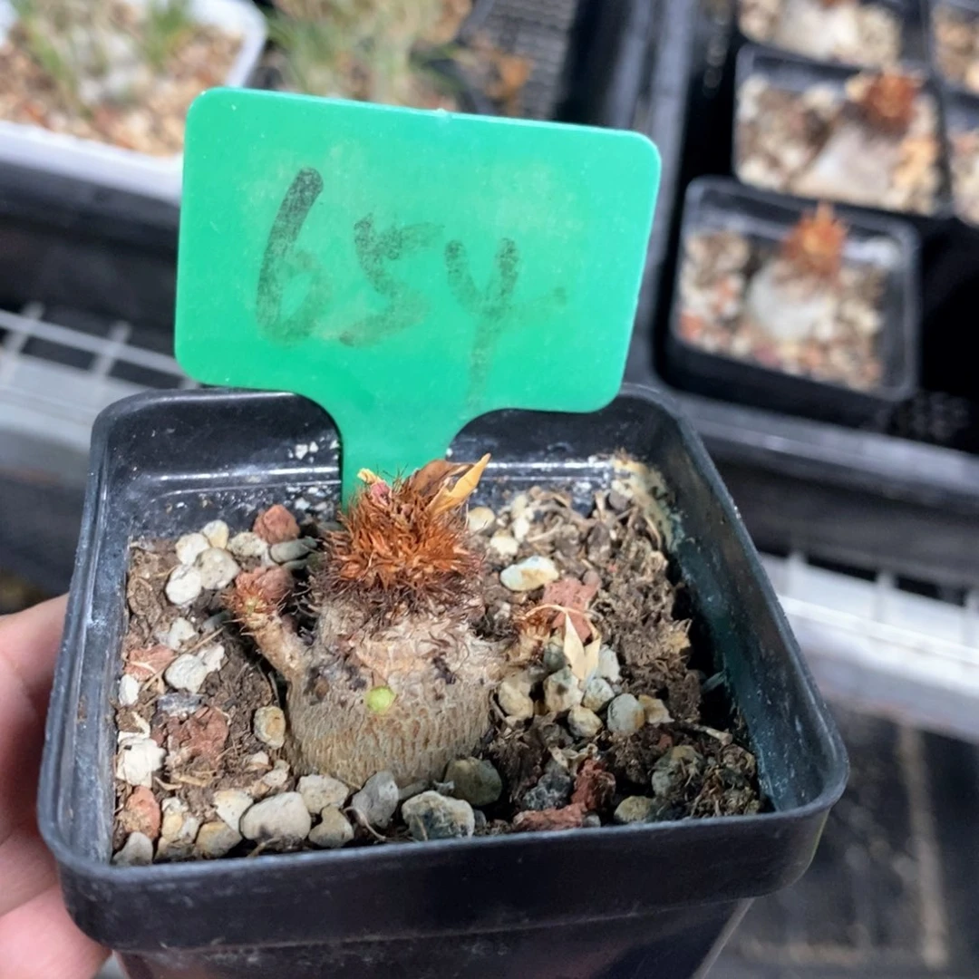 象鼻大戟多肉植物